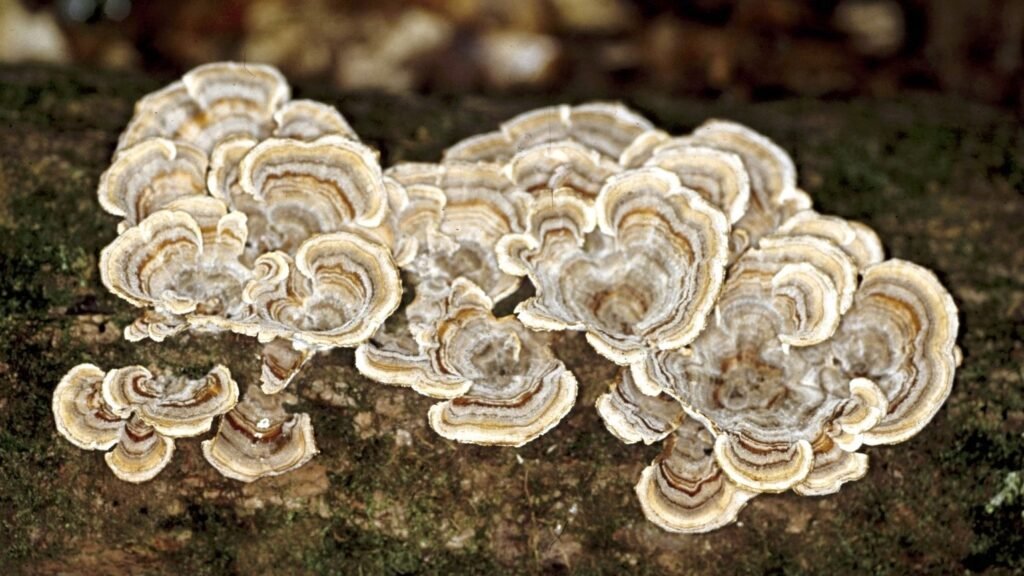 Turkey Tail Mushroom Benefits